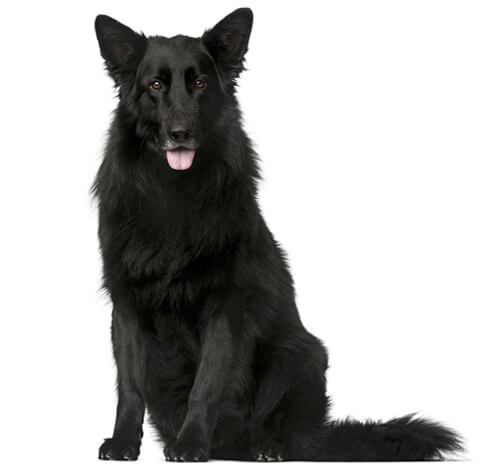 Belgian Shepherd Groenendael Dog Breed | Purina